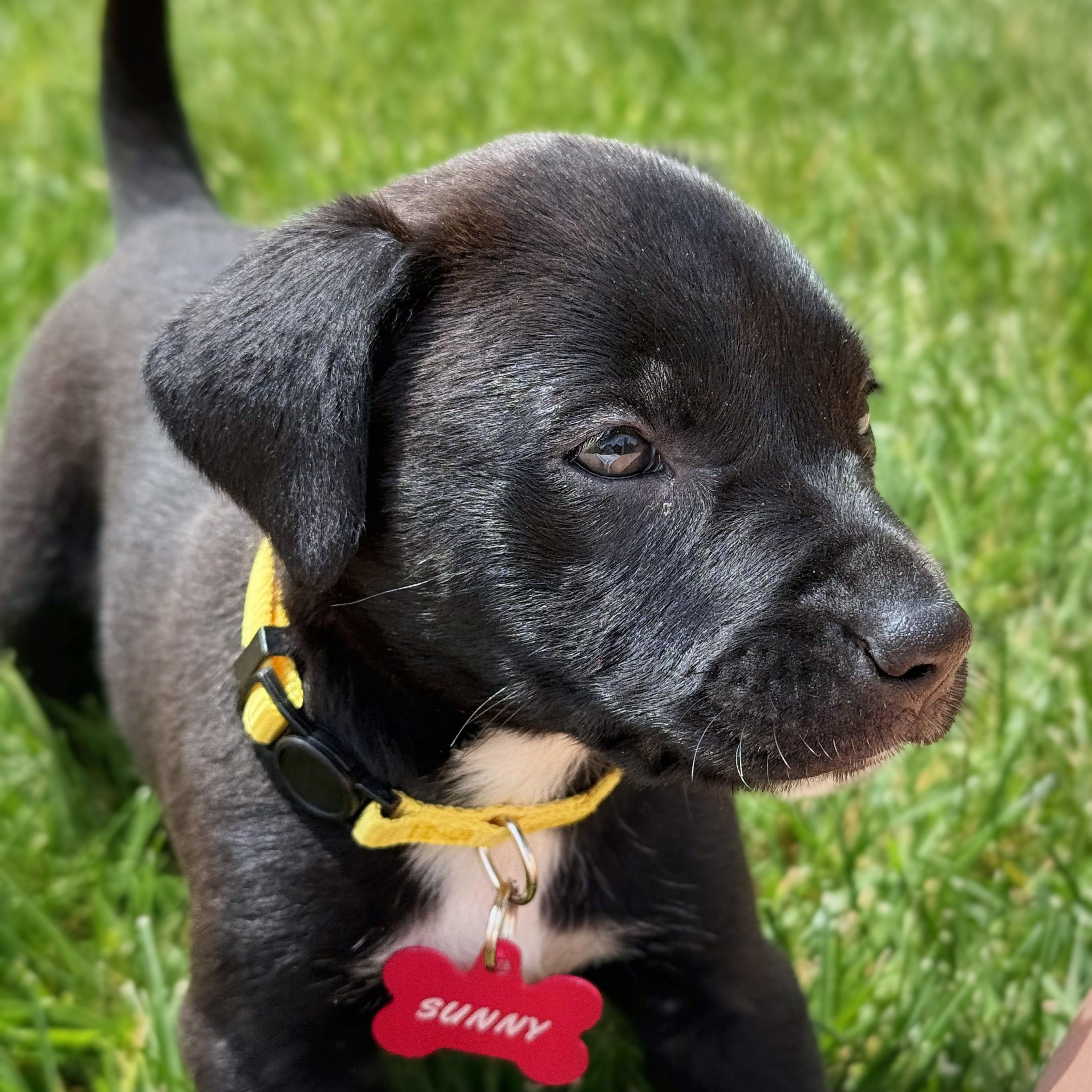 Sunny, a Adoptable mixed breed in Potomac, MD image 4/5