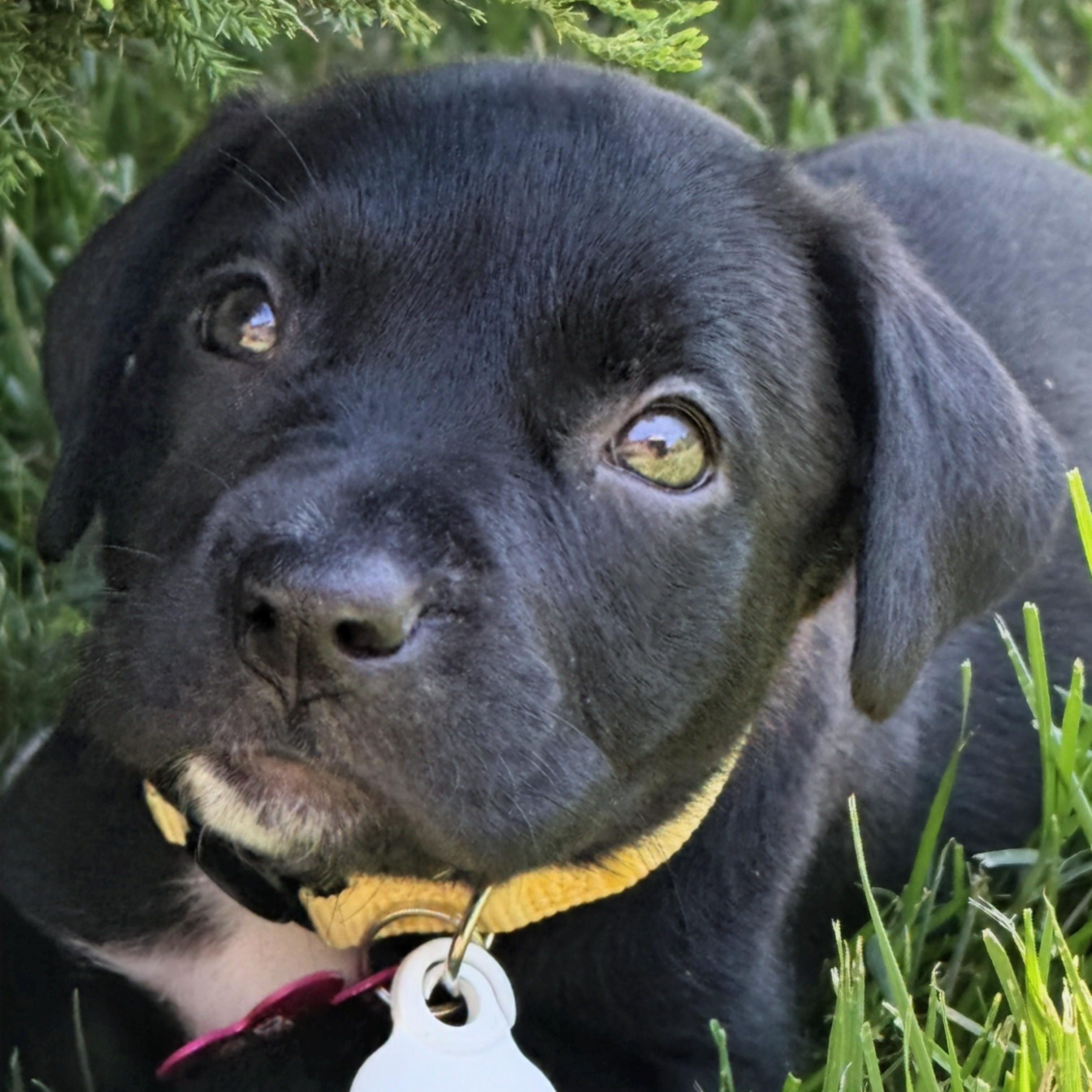 Sunny, a Adoptable mixed breed in Potomac, MD image 5/5