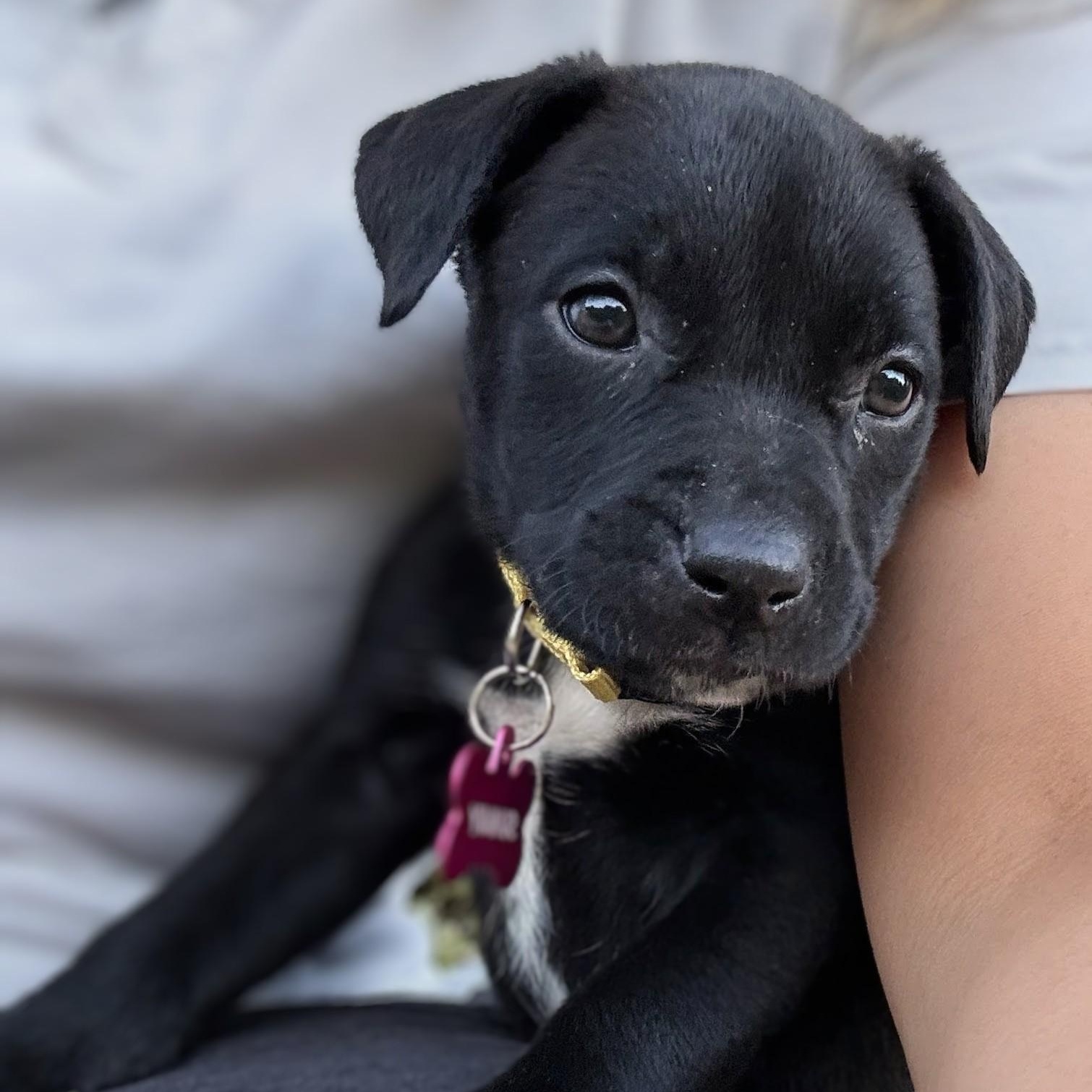 Sunny, a Adoptable mixed breed in Potomac, MD image 3/5