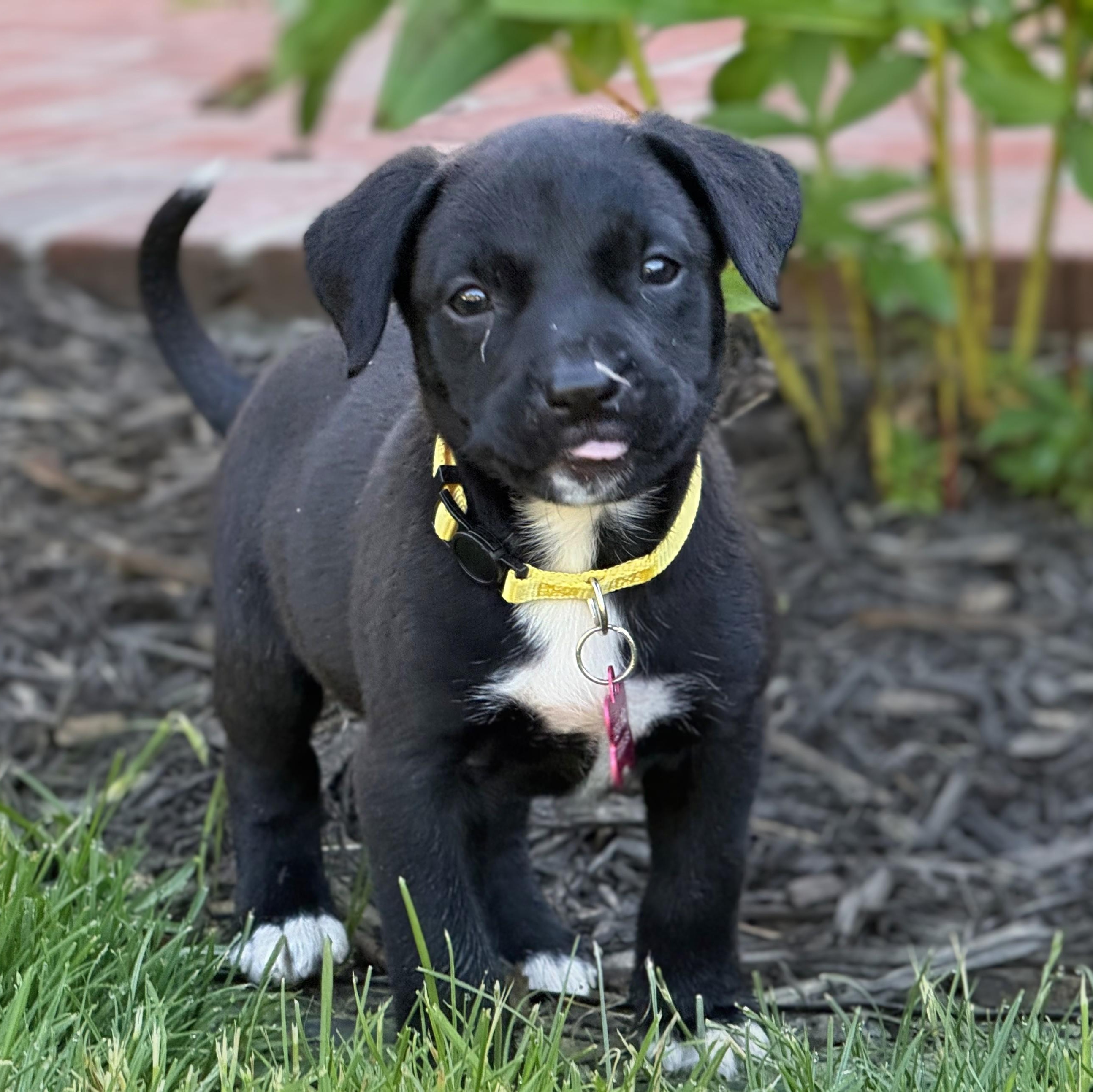Sunny, a Adoptable mixed breed in Potomac, MD image 2/5