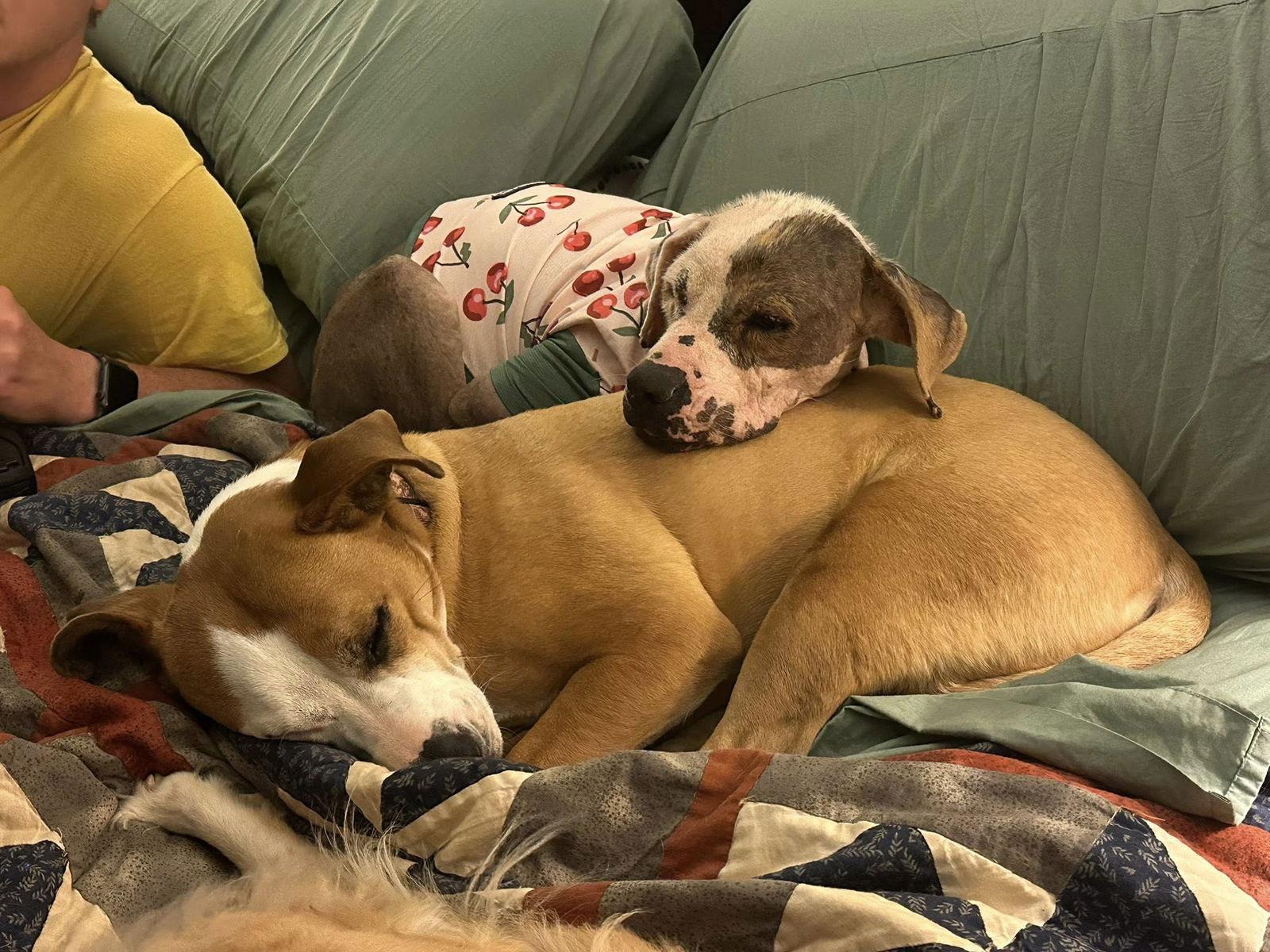 Vesper, Adopted, Young Female Hound.