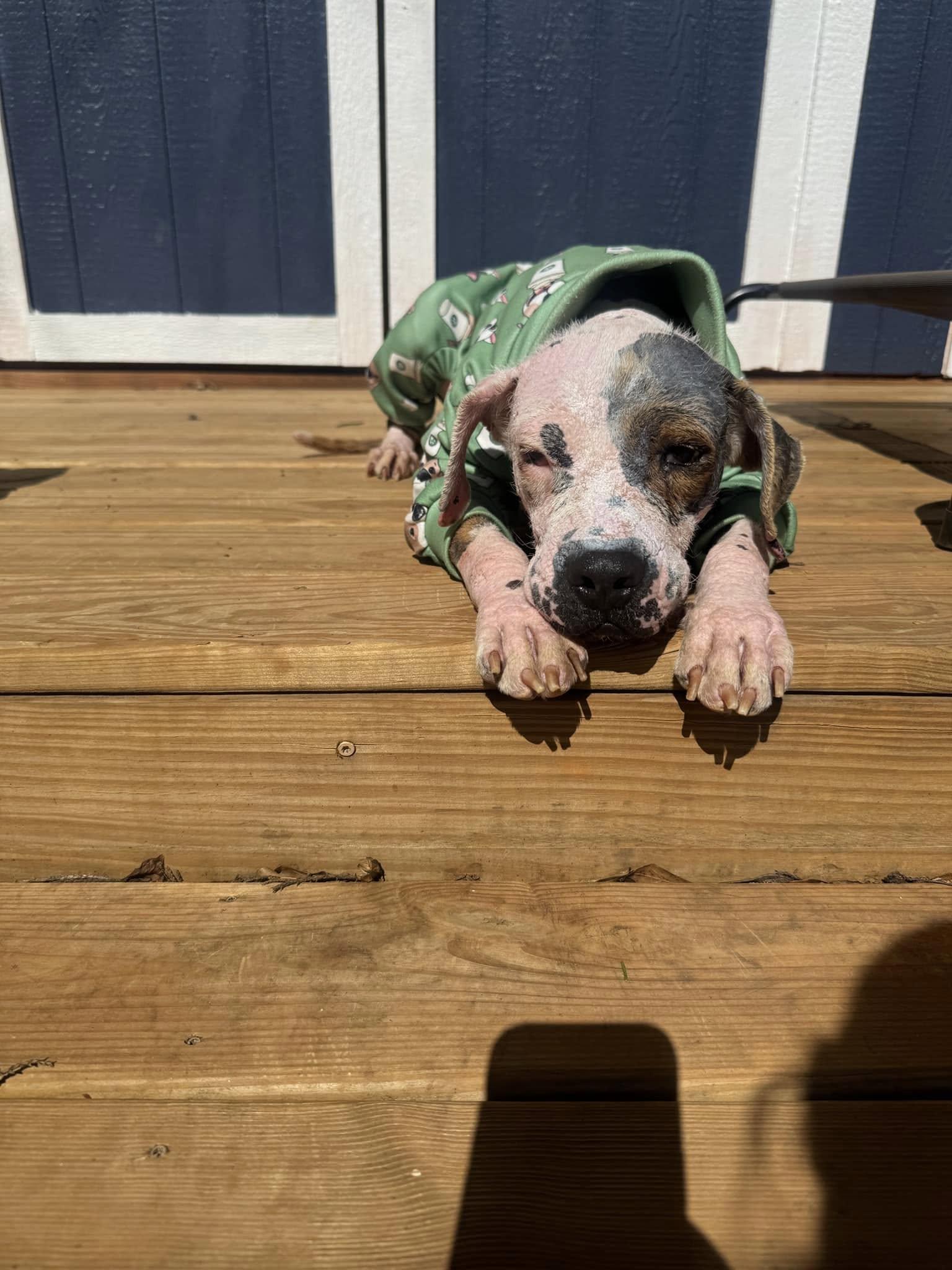 Enlarge Vesper, a Adopted Hound in Greenville, SC image 2/3