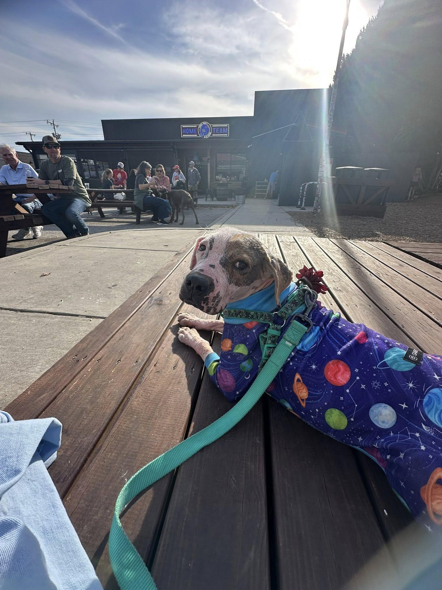 Enlarge Vesper, a Adopted Hound in Greenville, SC image 3/3