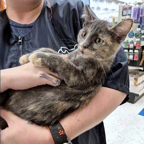 Enlarge Stella, a Adopted Dilute Tortoiseshell in Salt Lake City, UT image 2/3