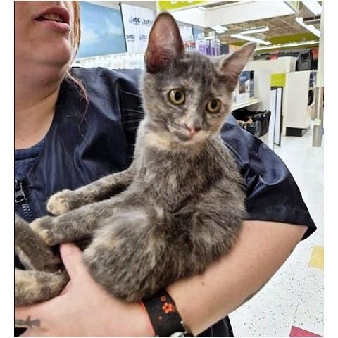 Stella, Adopted, Kitten Female Dilute Tortoiseshell.