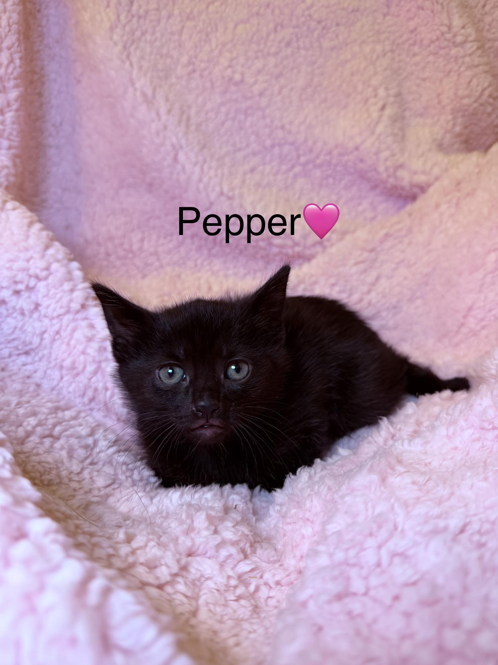 Pepper, ADOPTABLE, Kitten Female Domestic Short Hair.