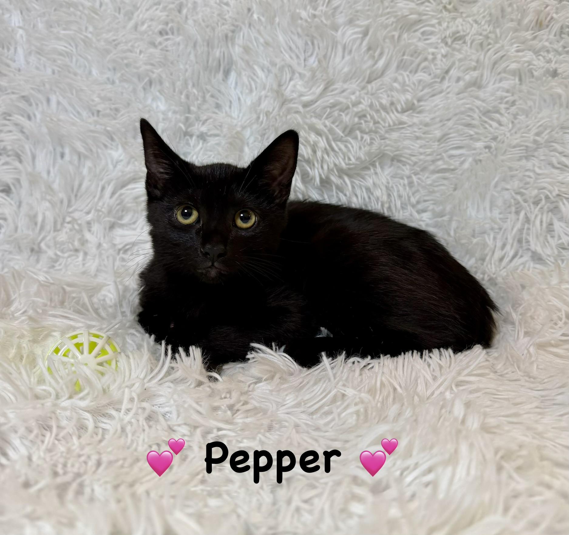 Enlarge Pepper, a ADOPTABLE Domestic Short Hair in Copley, OH image 1/1