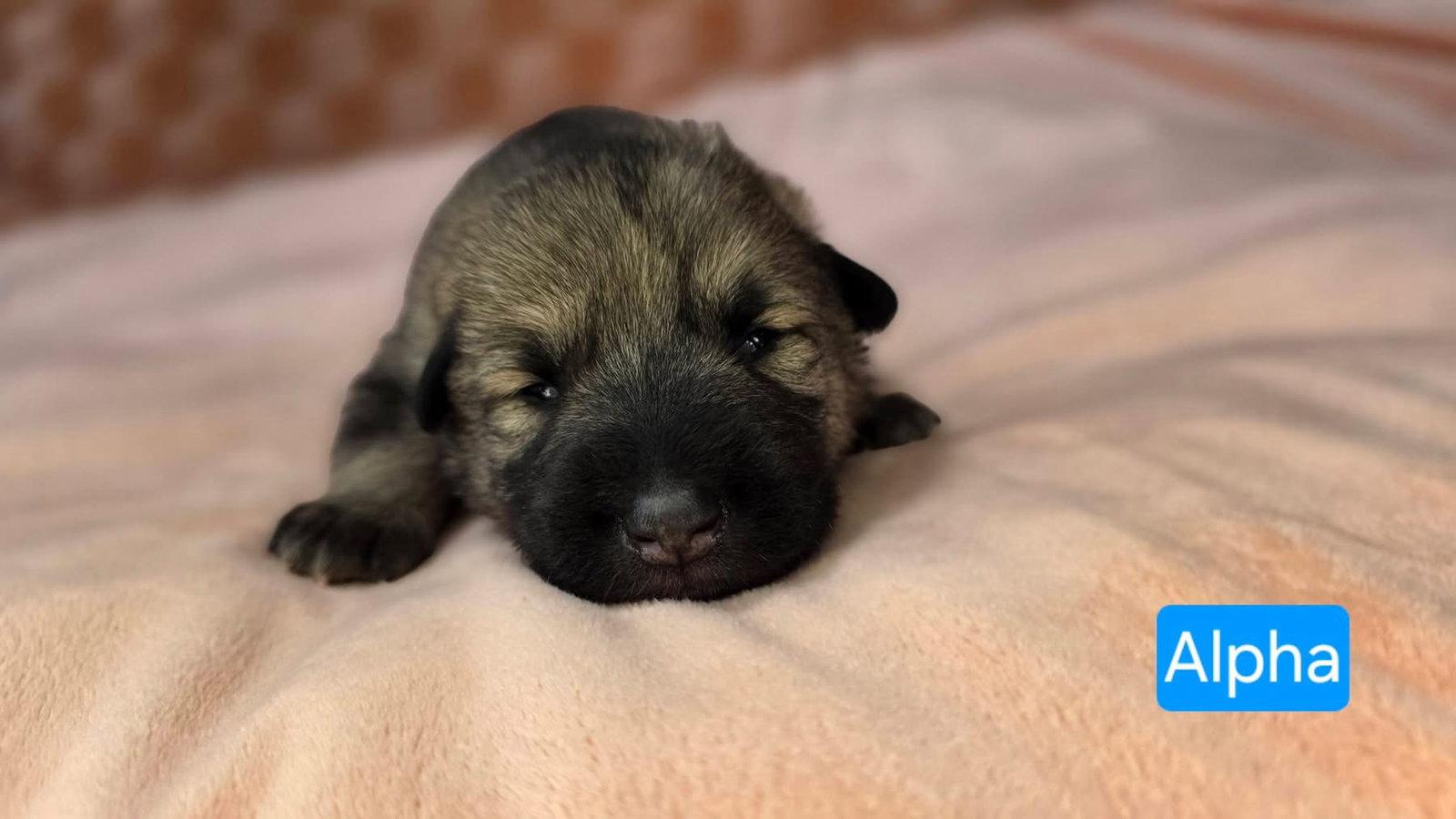 Alpha, Adoptable, Puppy Male Shepherd & Pit Bull Terrier.