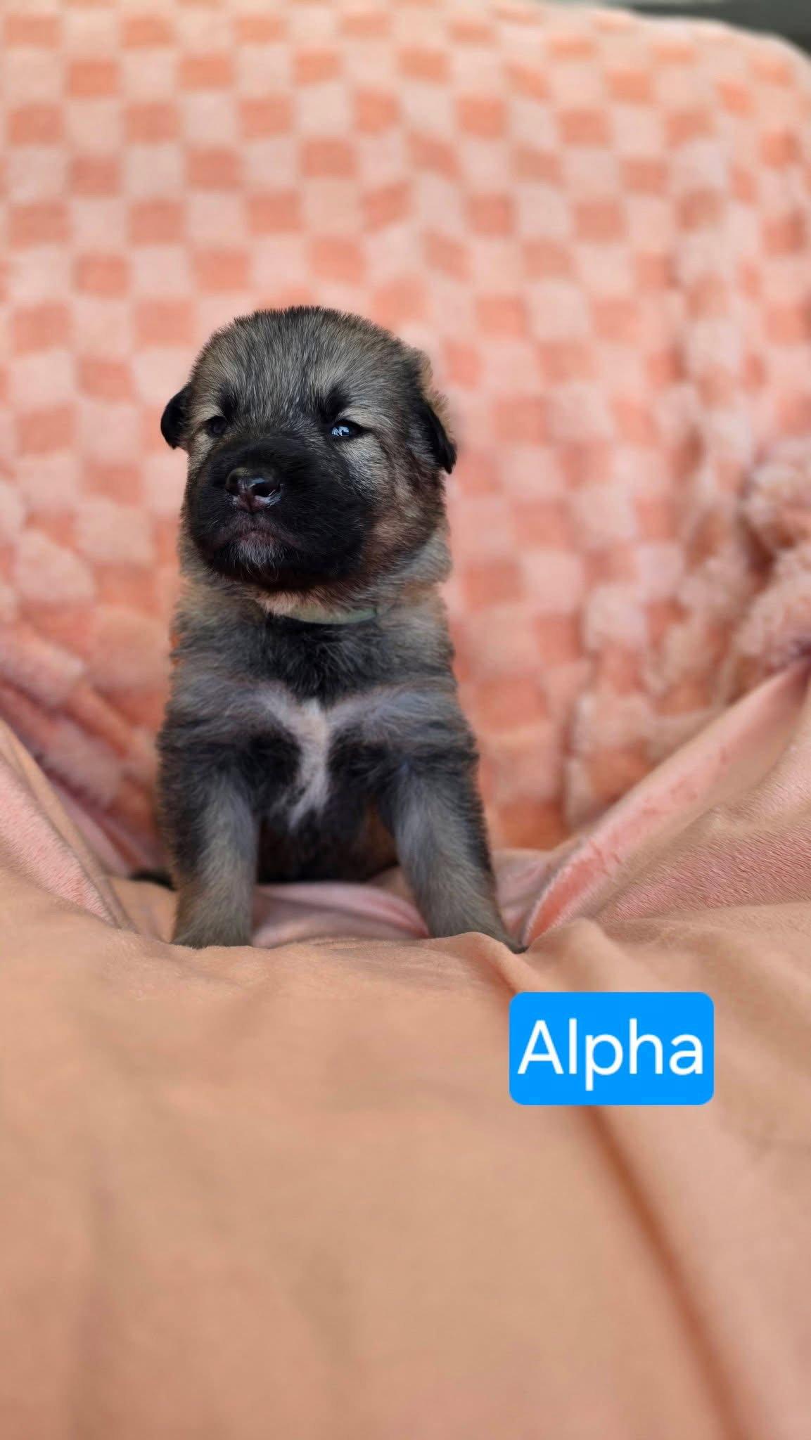 Enlarge Alpha, a Adoptable mixed breed in Duluth, MN image 2/3