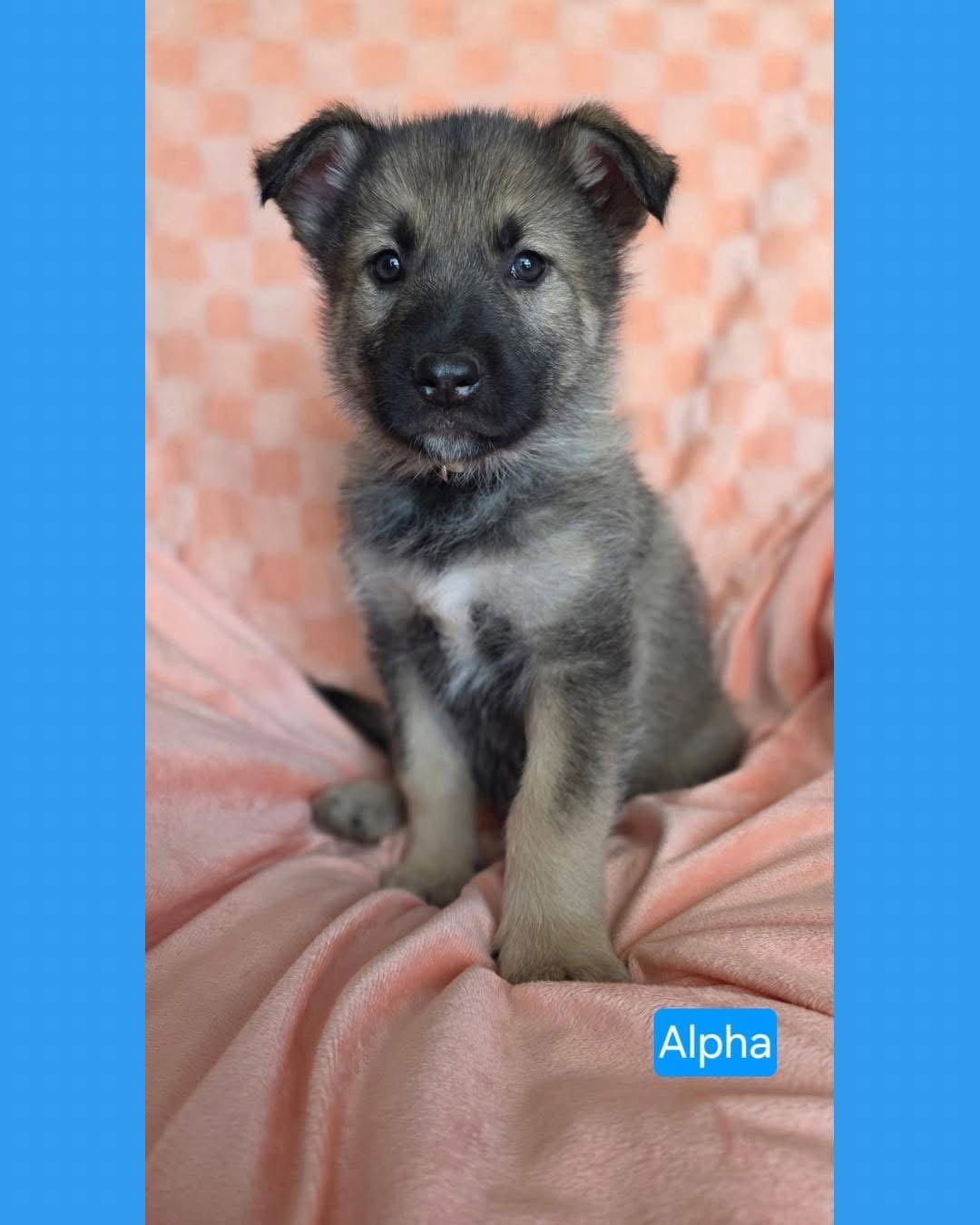 Enlarge Alpha, a Adoptable mixed breed in Duluth, MN image 3/3
