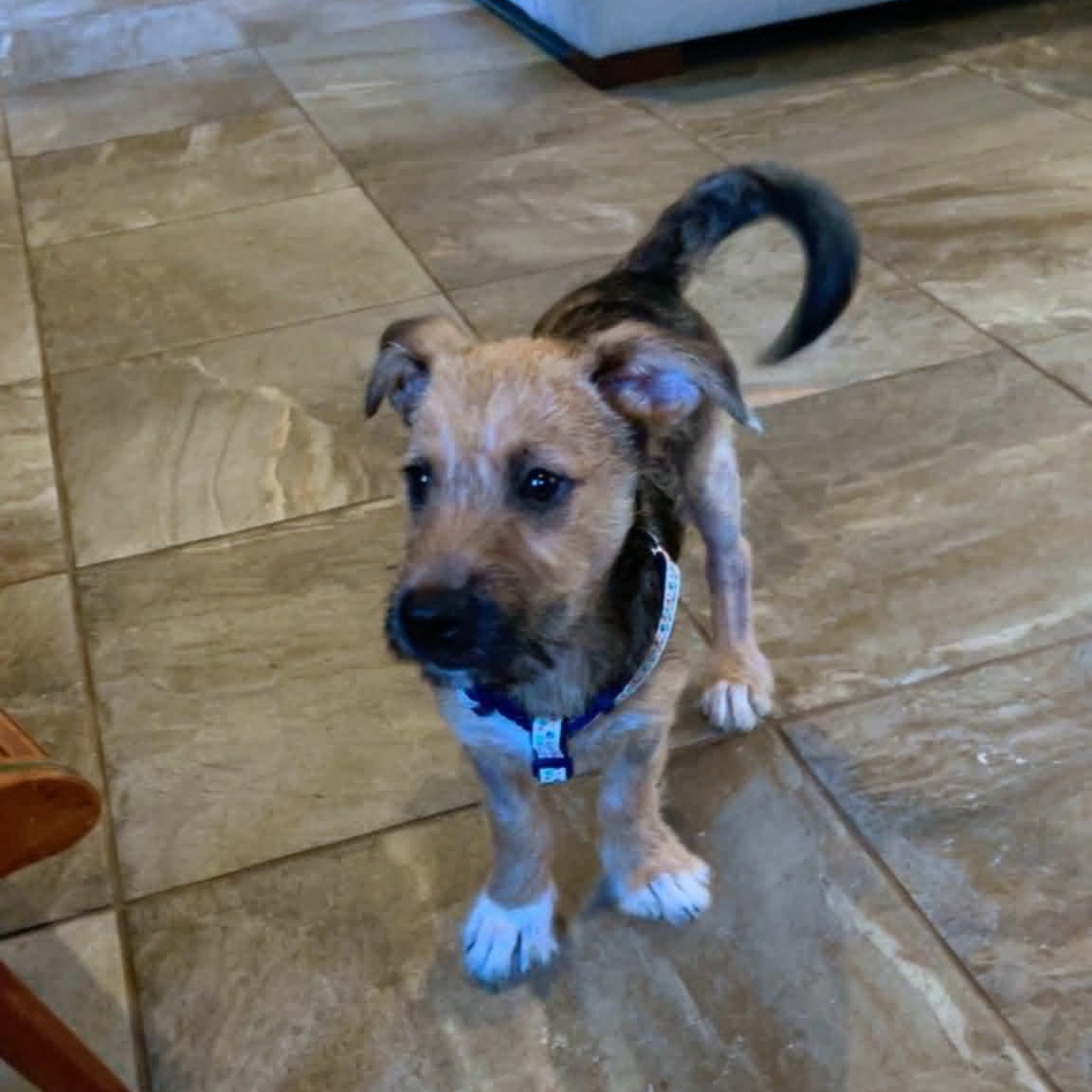 Gus, an adopted Mixed Breed in St. Albans, VT image 3/6