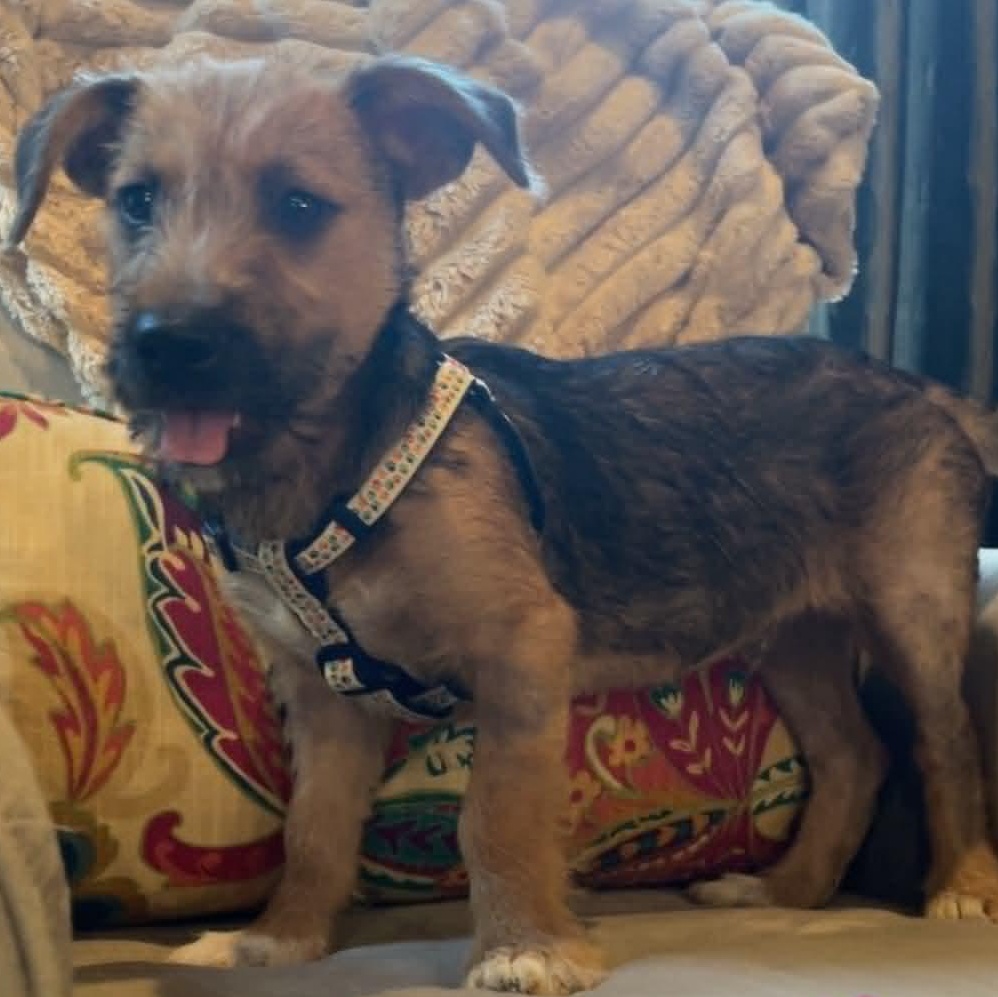 Gus, an adopted Mixed Breed in St. Albans, VT image 2/6
