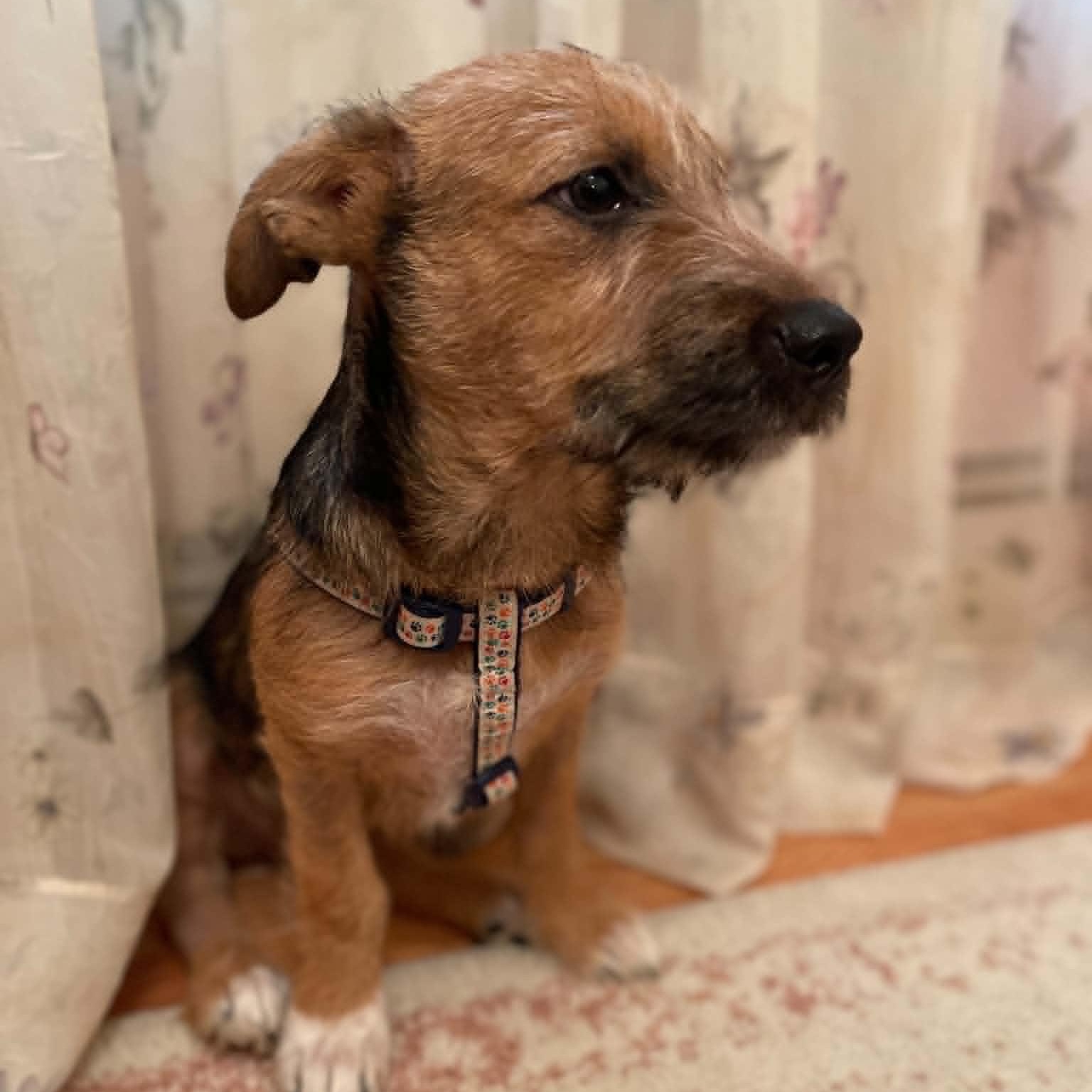 Gus, an adopted Mixed Breed in St. Albans, VT image 6/6