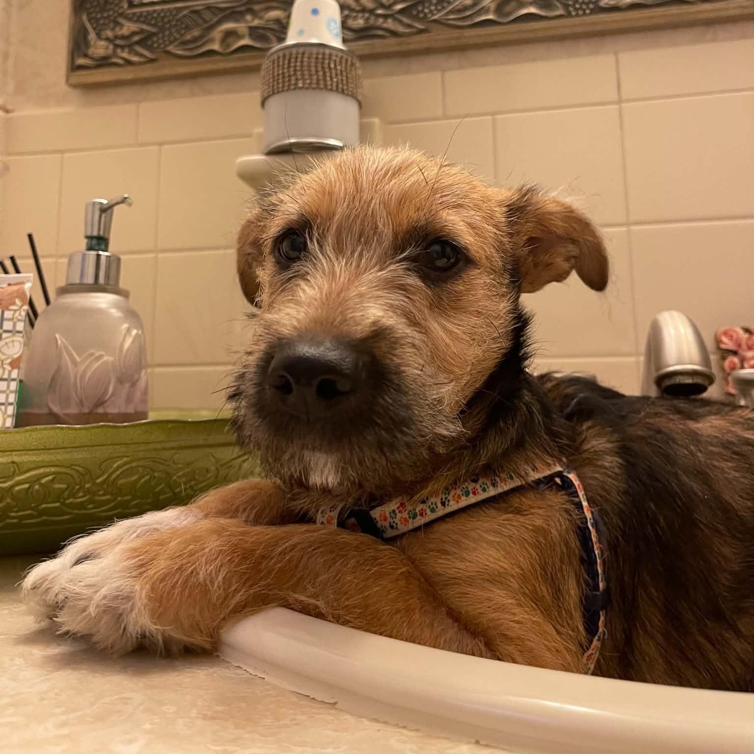 Gus, an adopted Mixed Breed in St. Albans, VT image 1/6