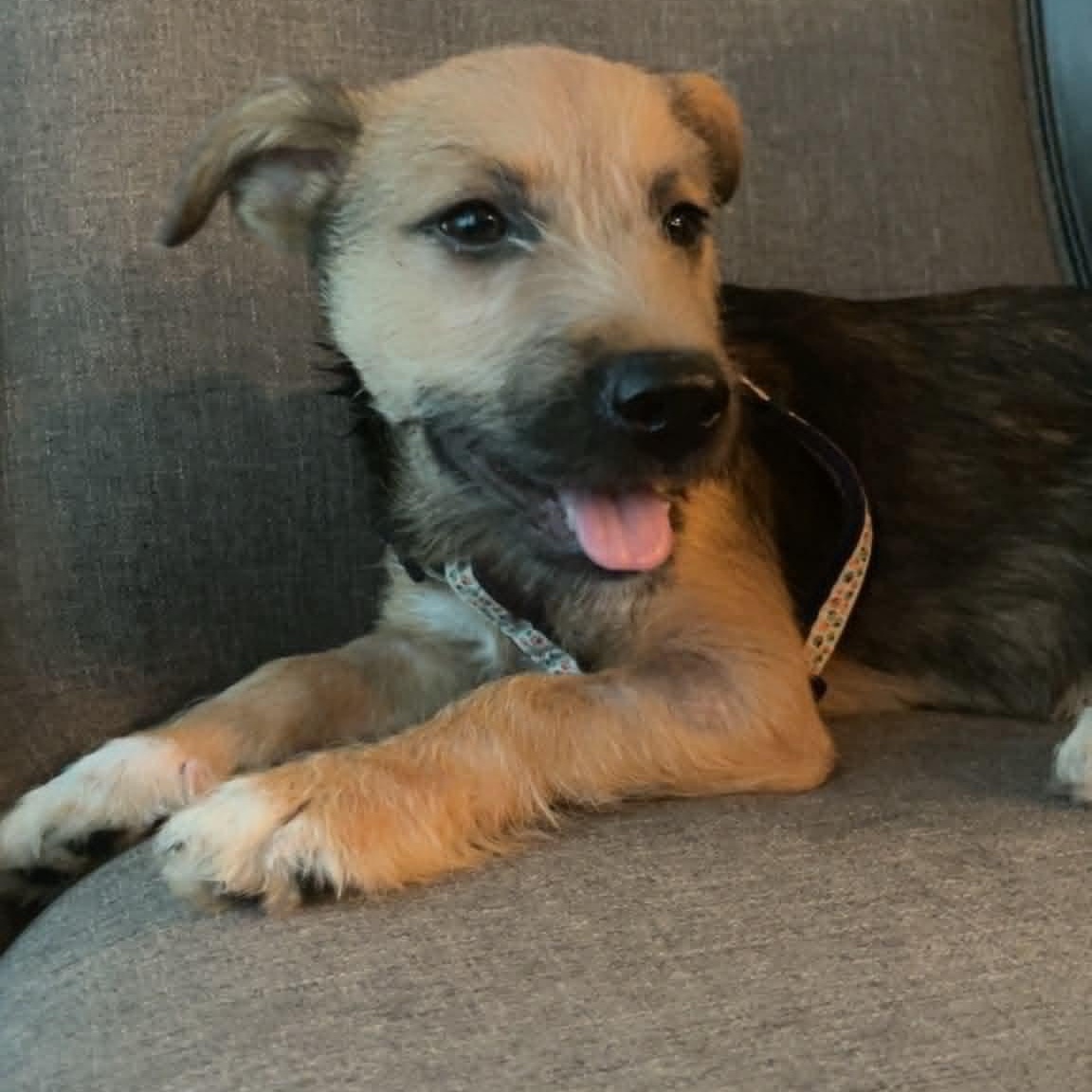 Gus, an adopted Mixed Breed in St. Albans, VT image 4/6