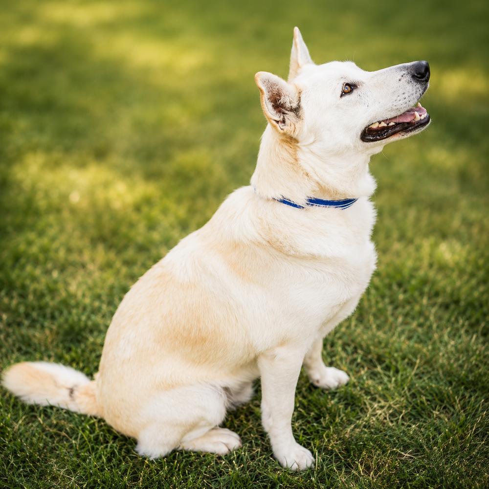 Enlarge Bandit, a Adoptable mixed breed in Wilton, CA image 2/3
