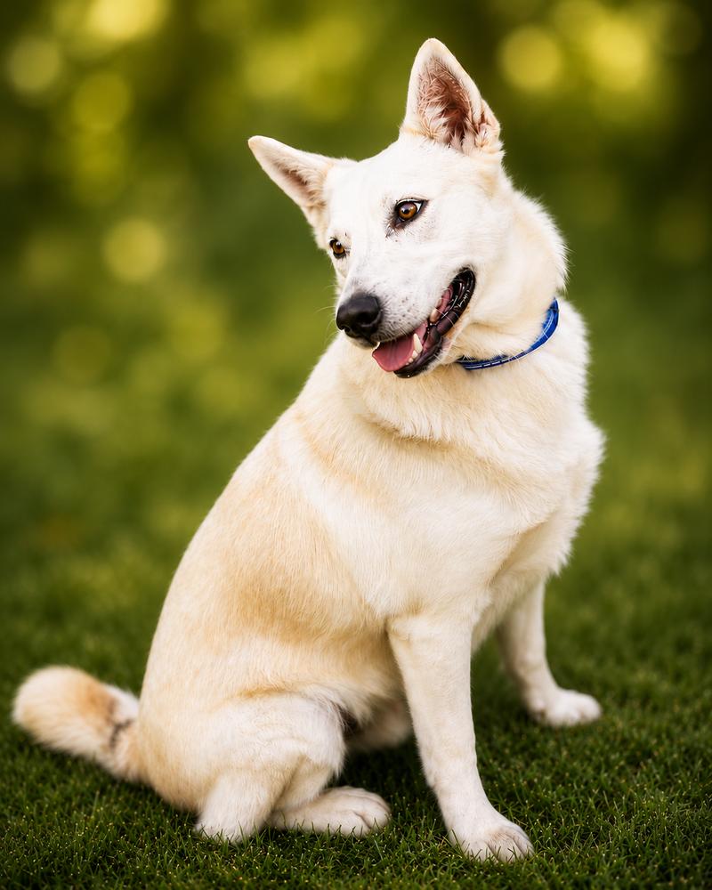 Enlarge Bandit, a Adoptable mixed breed in Wilton, CA image 3/3