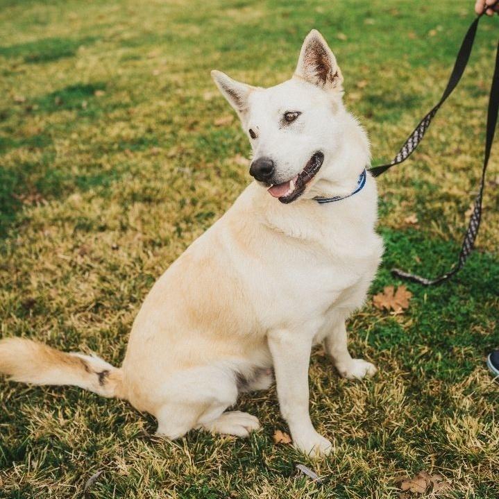 Bandit, Adoptable, Adult Male Mixed Breed & German Shepherd Dog.