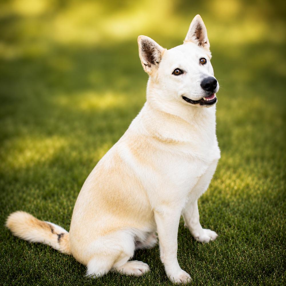Bandit, Adoptable, Adult Male German Shepherd Dog & Mixed Breed.