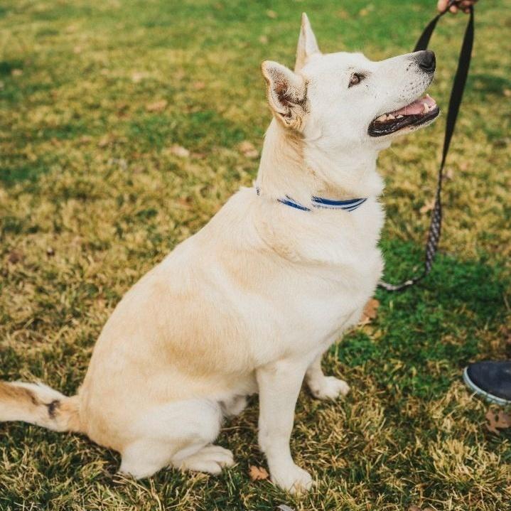 Bandit, a Adoptable mixed breed in Wilton, CA image 2/4
