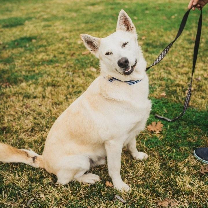 Bandit, a Adoptable mixed breed in Wilton, CA image 3/4