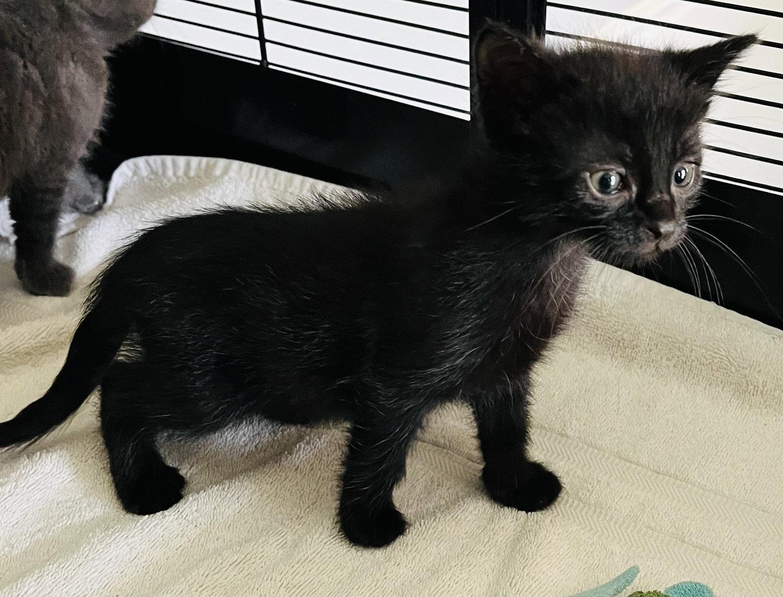 Lark, Adoptable, Kitten Female Domestic Short Hair.