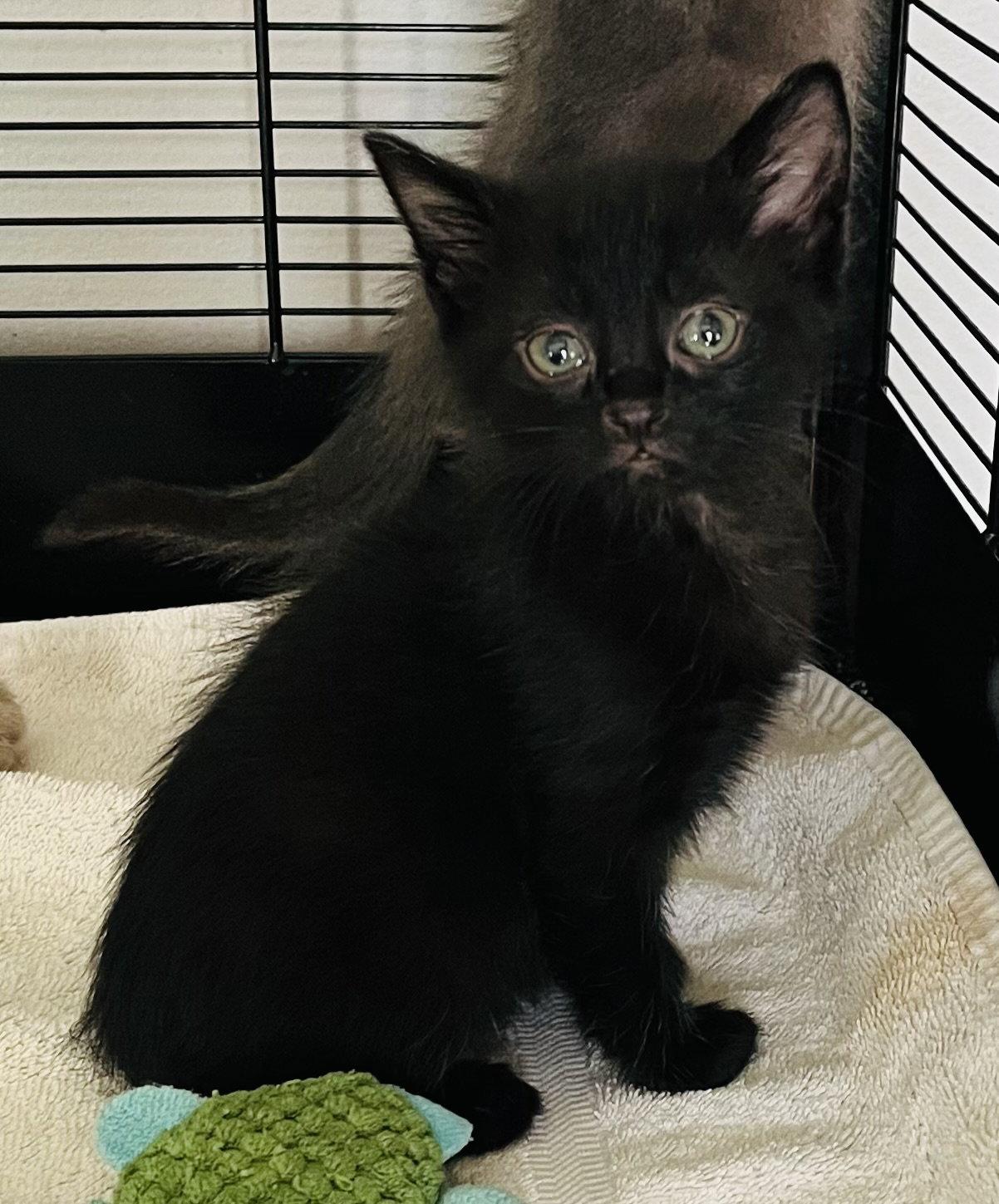 Lark, a Adoptable Domestic Short Hair in Lexington, SC image 2/3