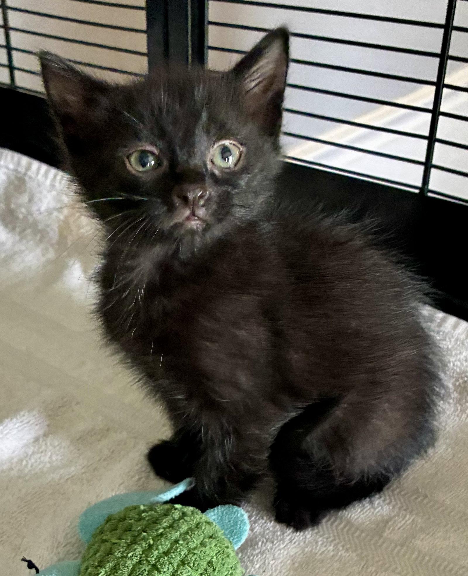 Lark, a Adoptable Domestic Short Hair in Lexington, SC image 3/3