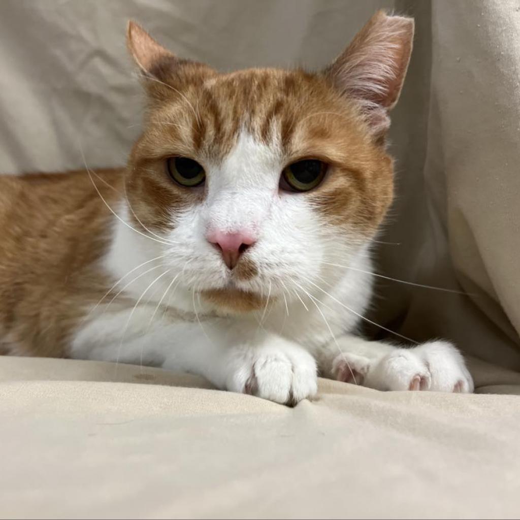 Saeran — thumbnail 2