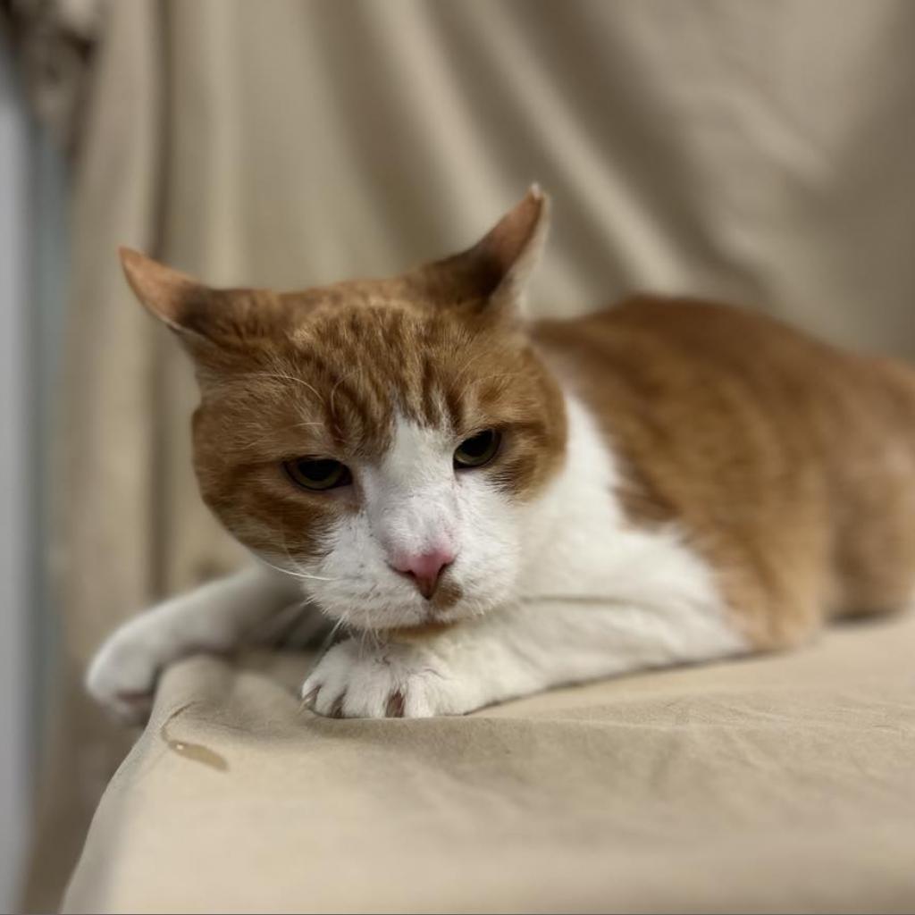 Saeran — thumbnail 3