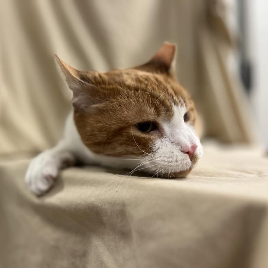 Saeran — thumbnail 4