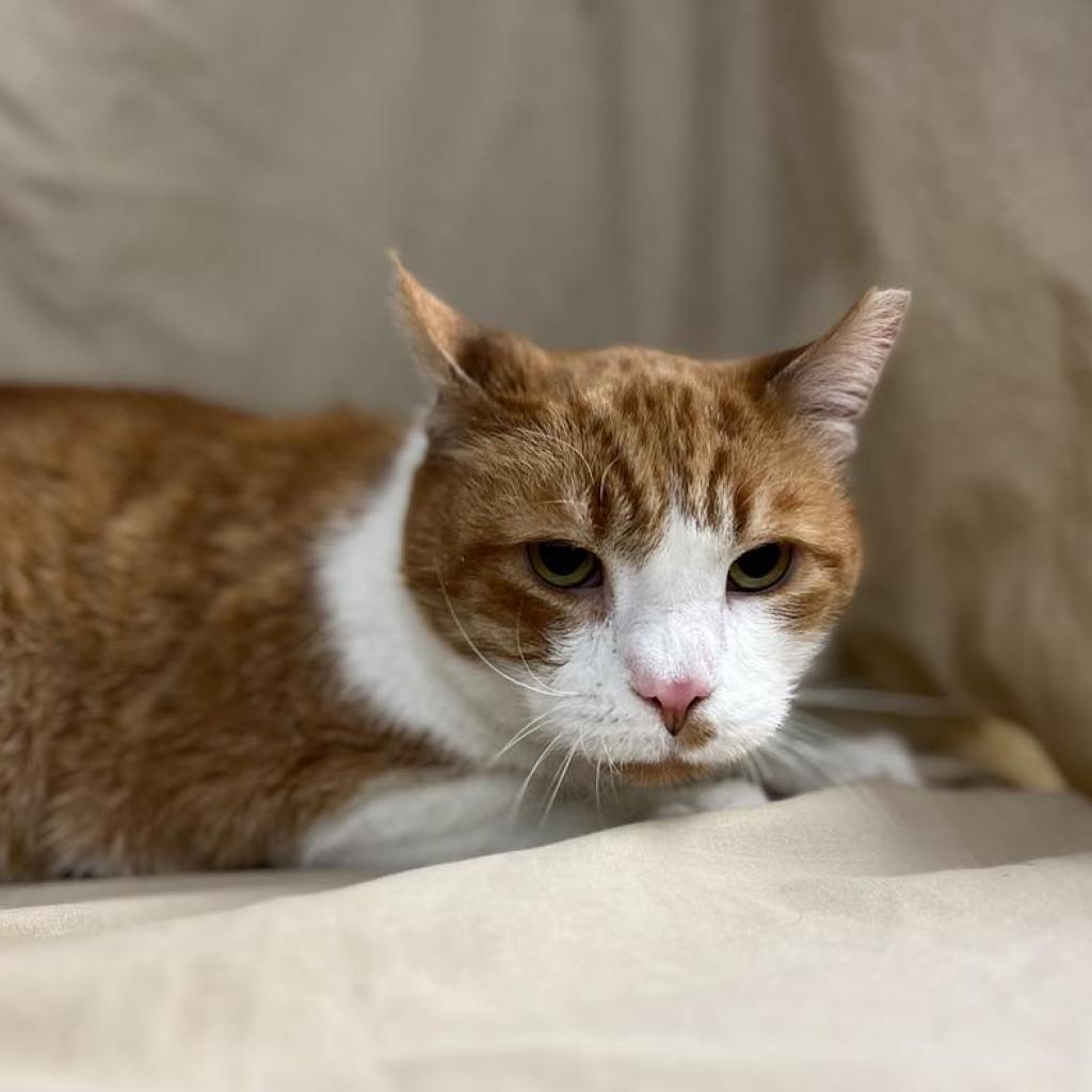 Saeran — thumbnail 5