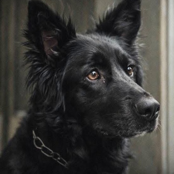 Enlarge Khaleesi, a ADOPTABLE German Shepherd Dog in Albany, NY image 3/3