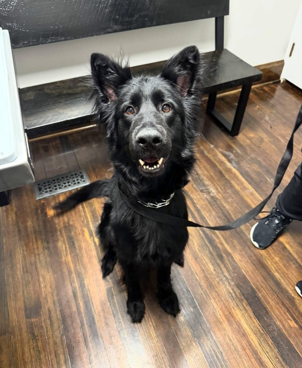 Enlarge Khaleesi, a ADOPTABLE German Shepherd Dog in Albany, NY image 1/3