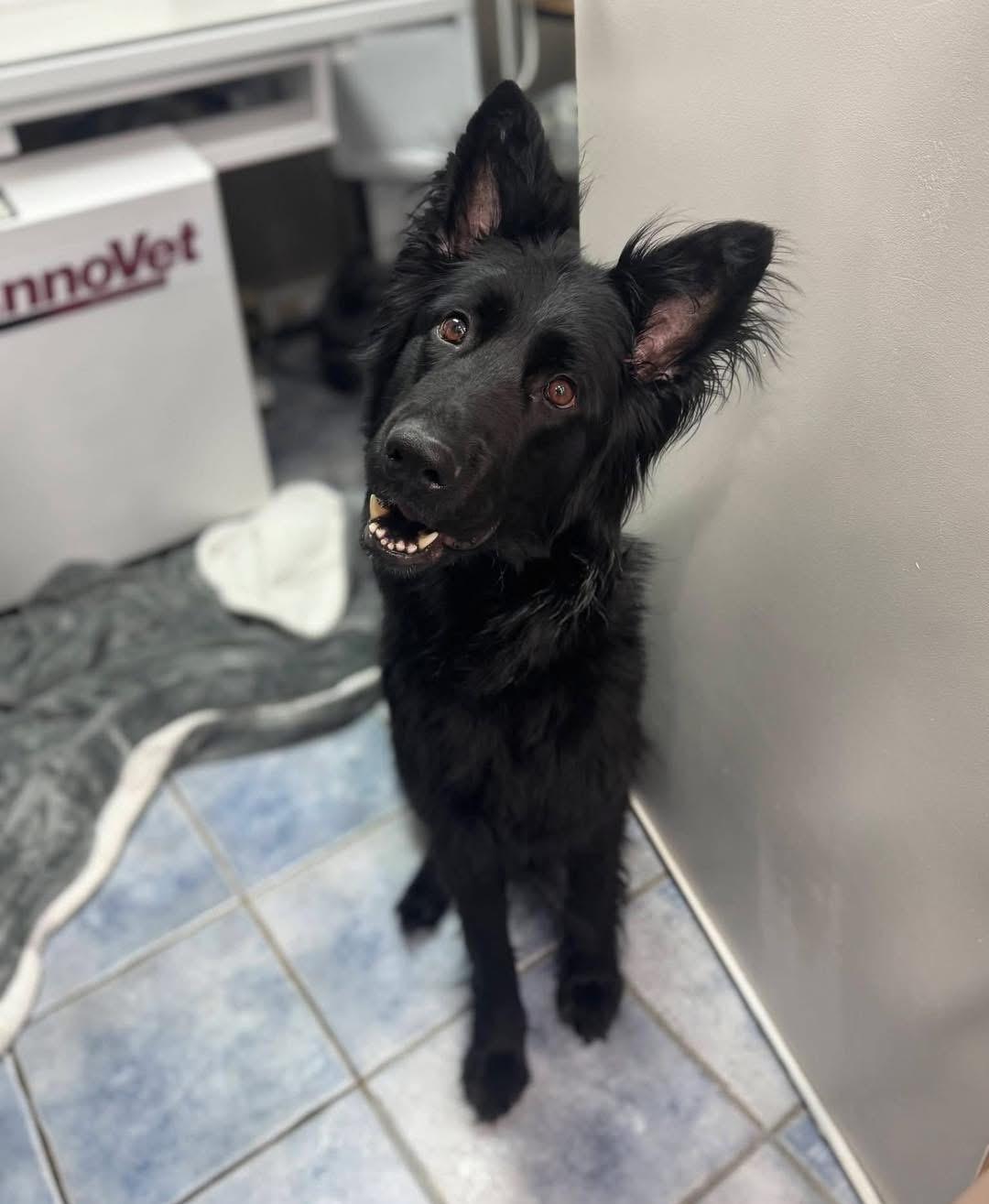 Enlarge Khaleesi, a ADOPTABLE German Shepherd Dog in Albany, NY image 2/3