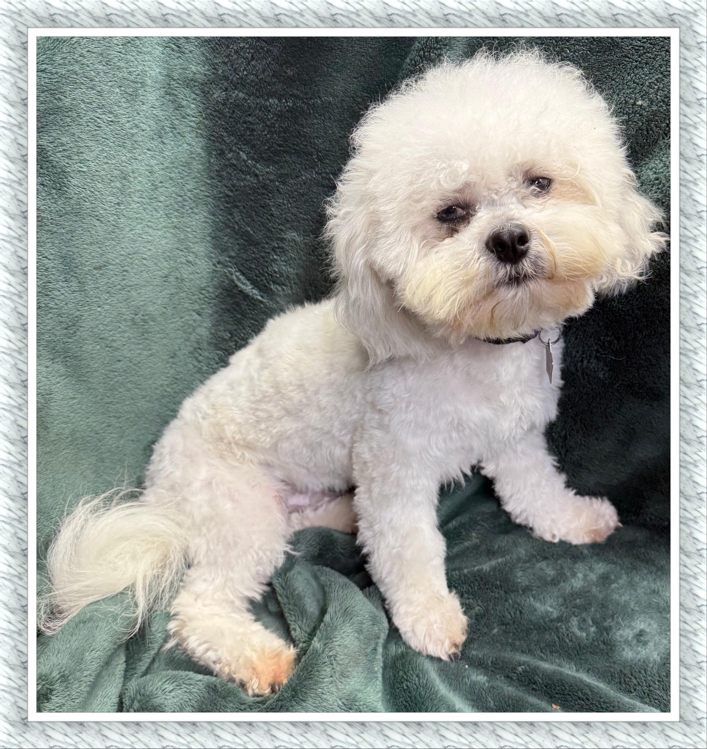 Adopted!! Sydney - IL, Adoptable, Young Male Bichon Frise.