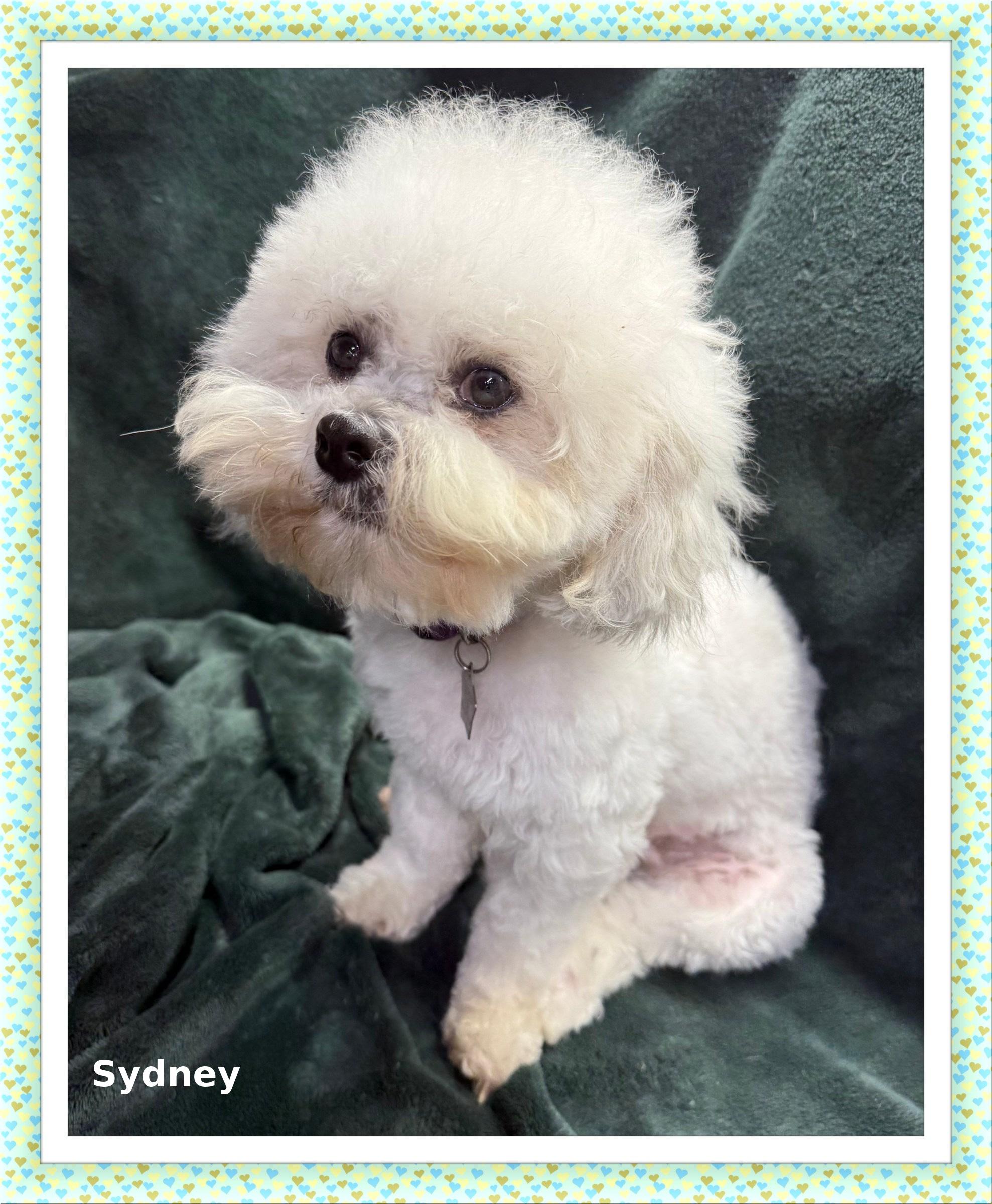 Adopted!! Sydney - IL, a Adoptable mixed breed in Chicago, IL image 3/4