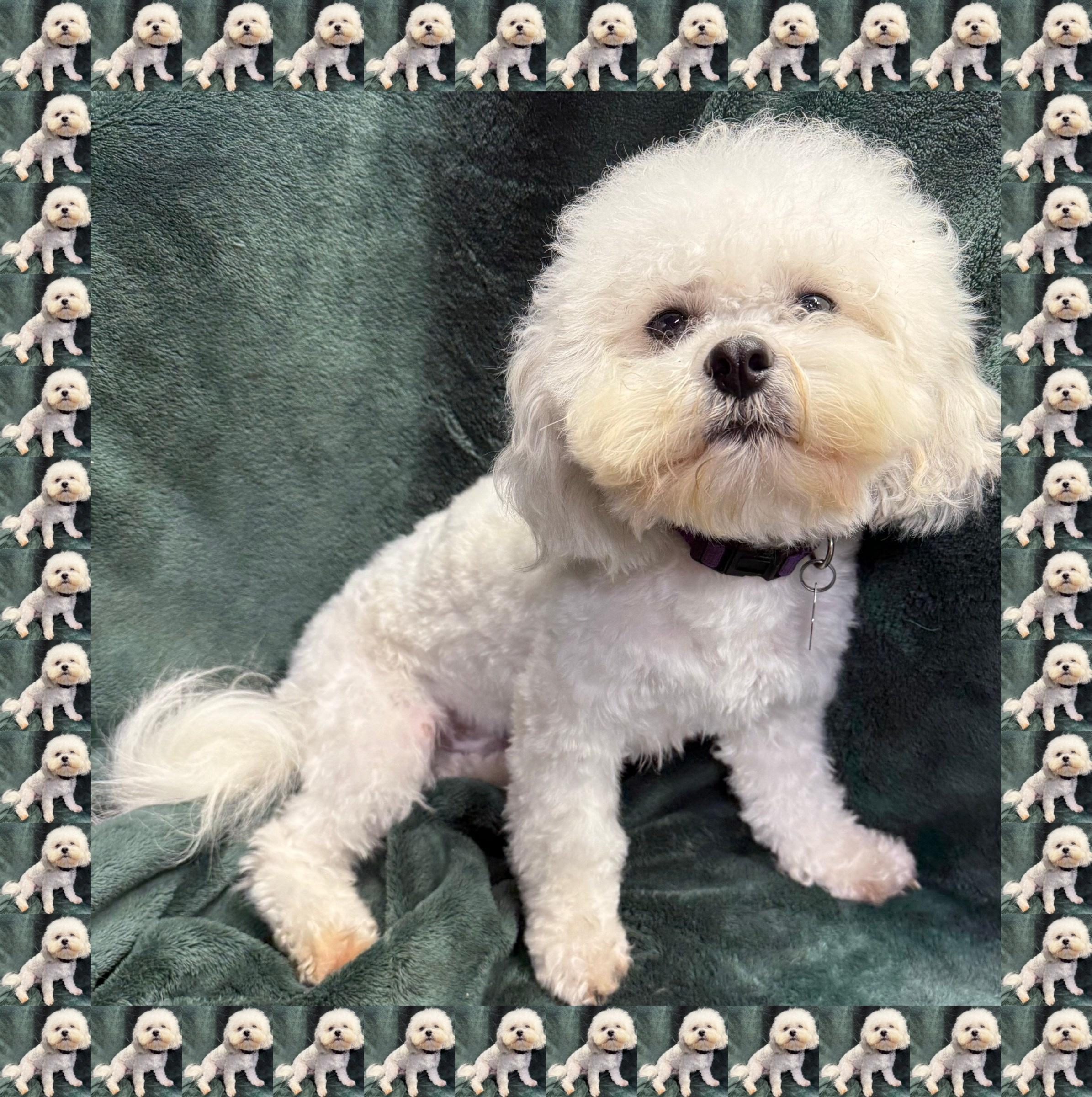 Adopted!! Sydney - IL, a Adoptable mixed breed in Chicago, IL image 4/4