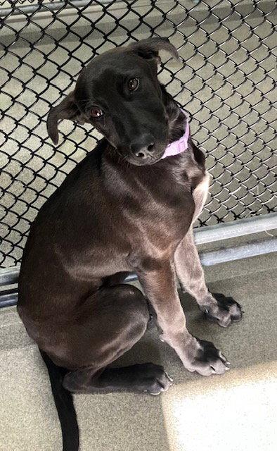 Enlarge Emma 5 months Ava 4/1, a Adoptable Labrador Retriever in Sterling, MA image 1/1