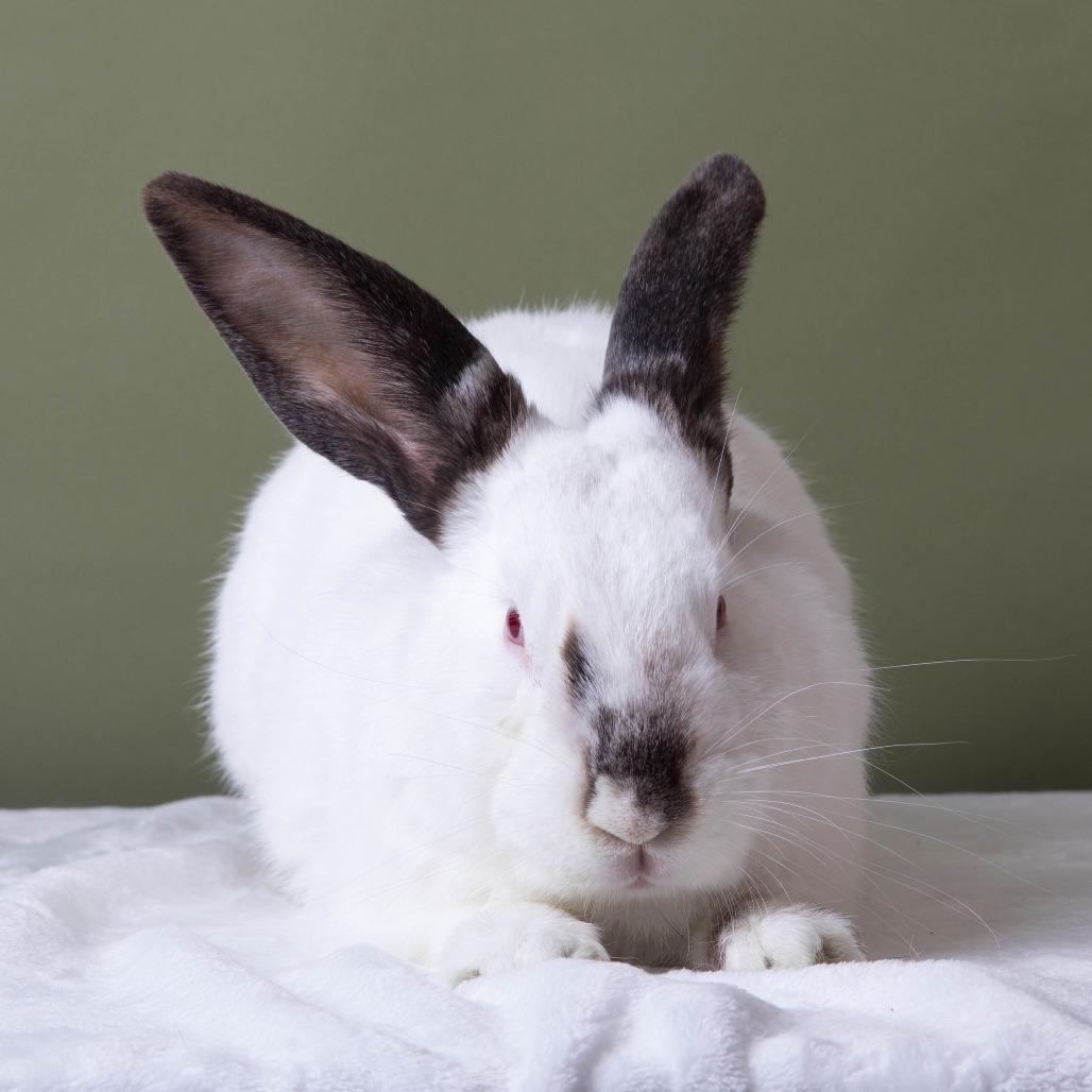 Provolone, Adoptable, Adult Male Californian.