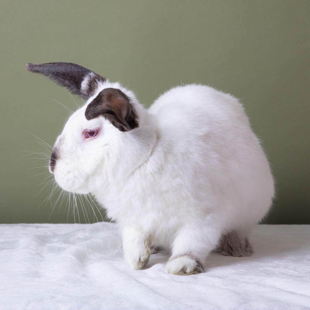 Provolone, Adoptable, Adult Male Californian.