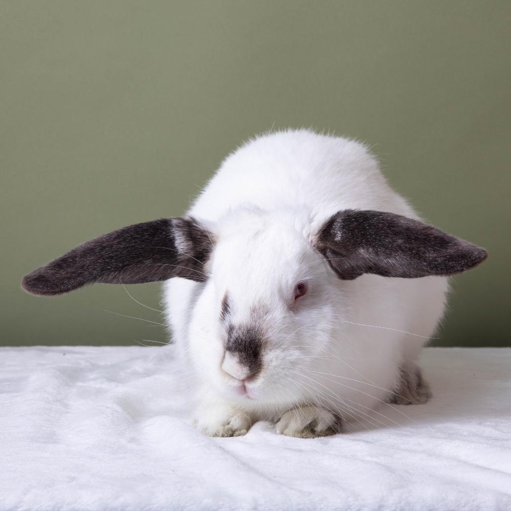 Provolone, a Adoptable Californian in Richmond, CA image 3/6