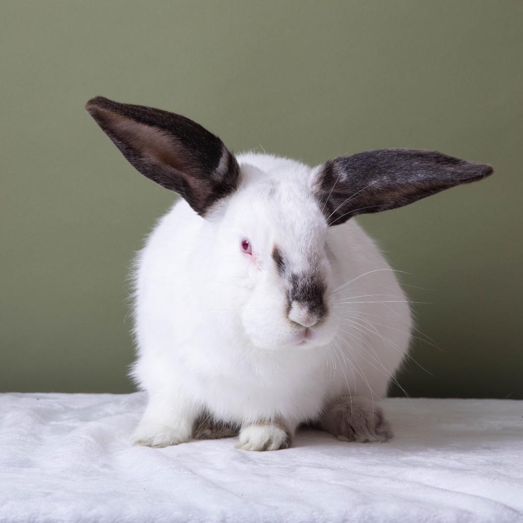 Provolone, a Adoptable Californian in Richmond, CA image 4/6