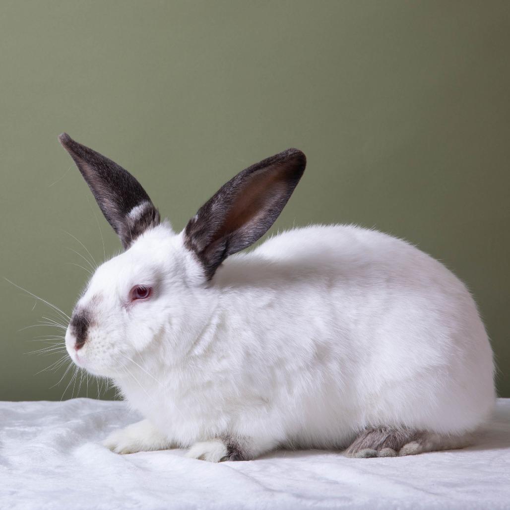 Provolone, a Adoptable Californian in Richmond, CA image 5/6