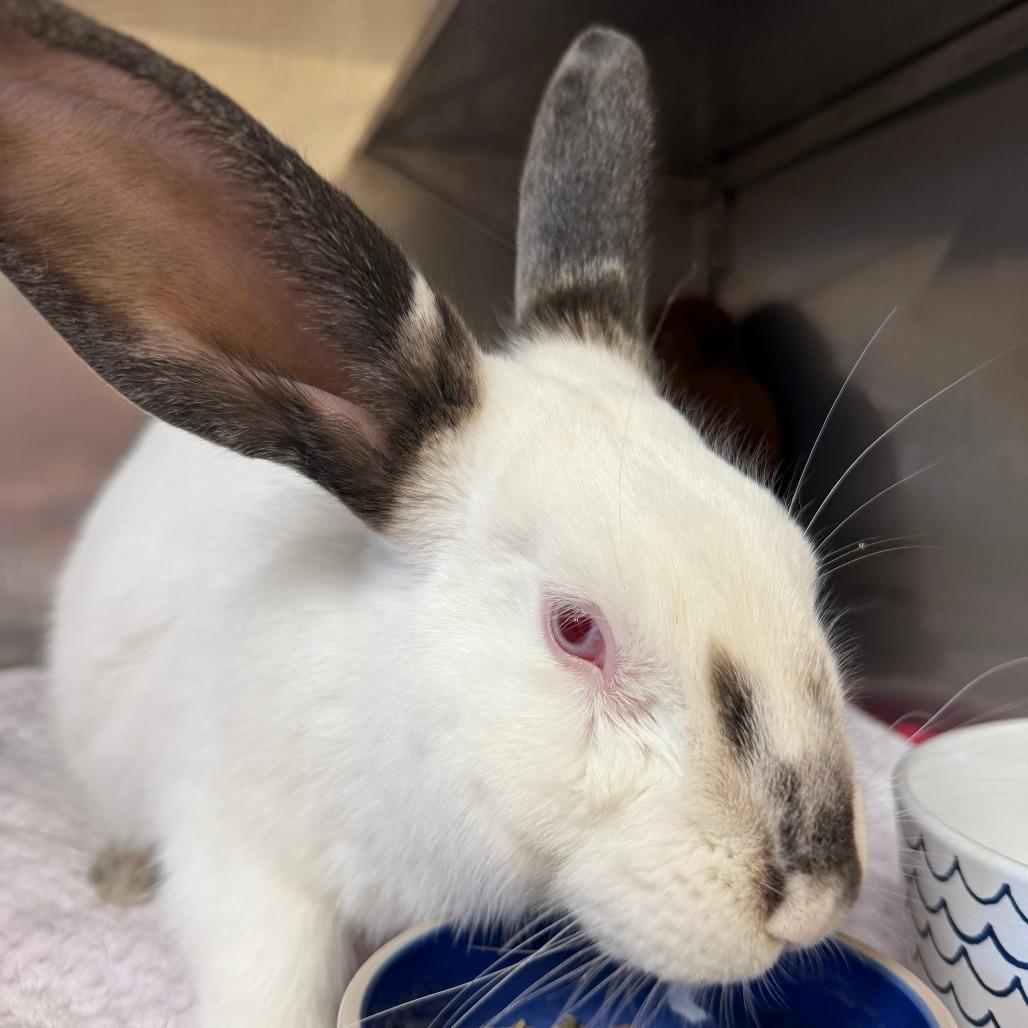 Provolone, a Adoptable Californian in Richmond, CA image 6/6