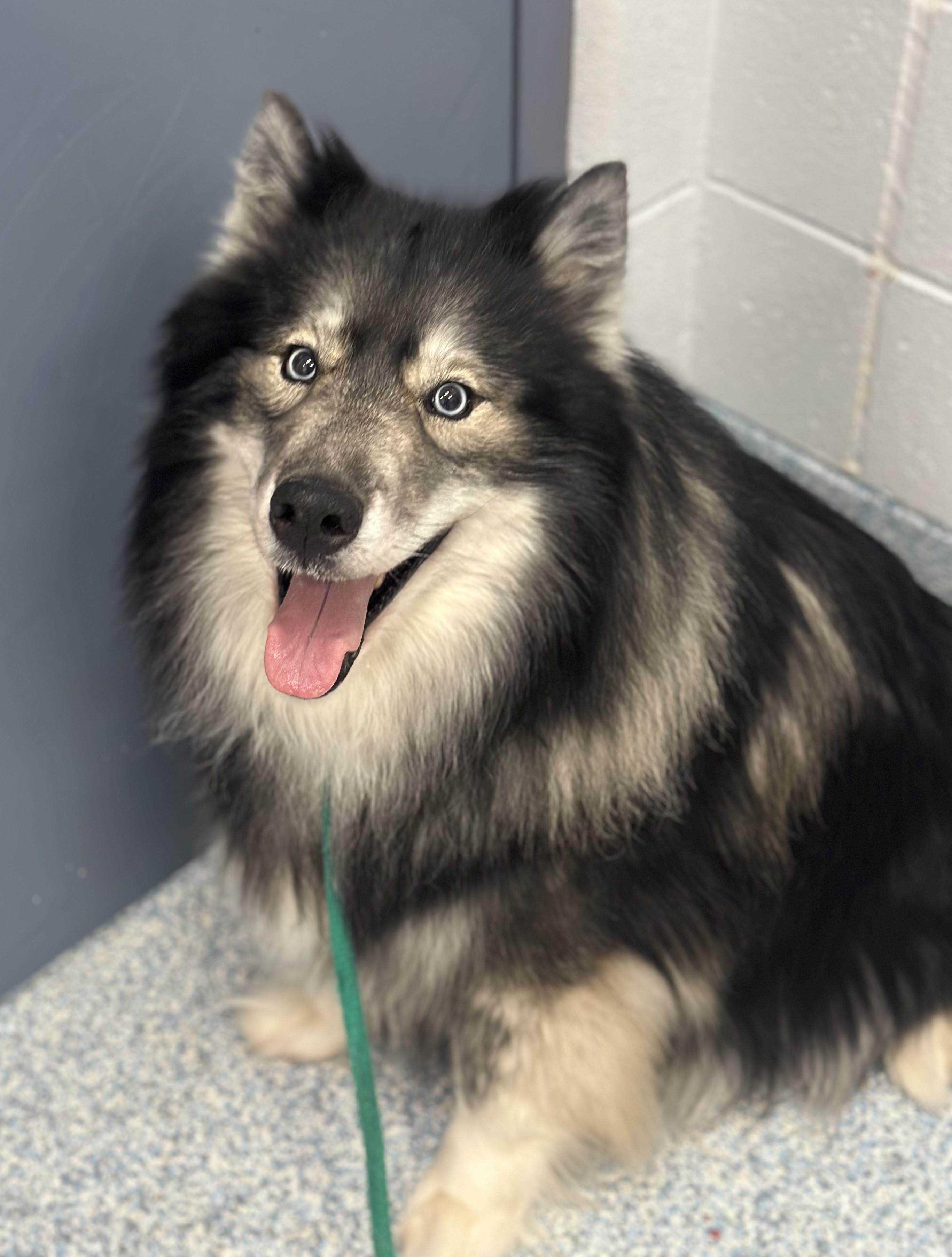 Enlarge Anubis, an adoptable mixed breed in Stafford, VA image 1/1