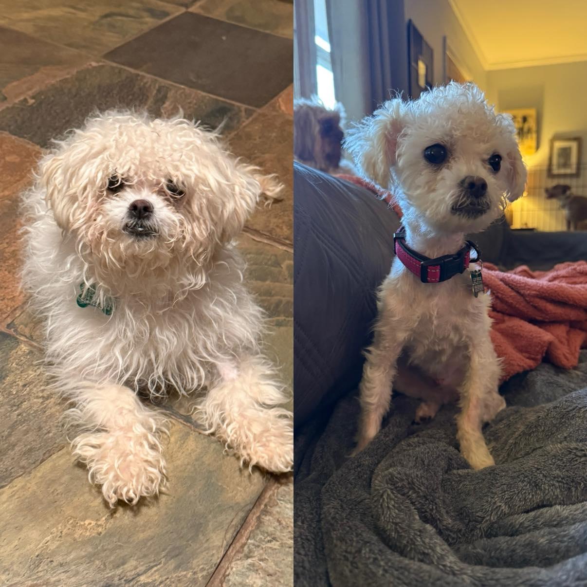 Pie, Adoptable, Young Female Poodle (Toy).