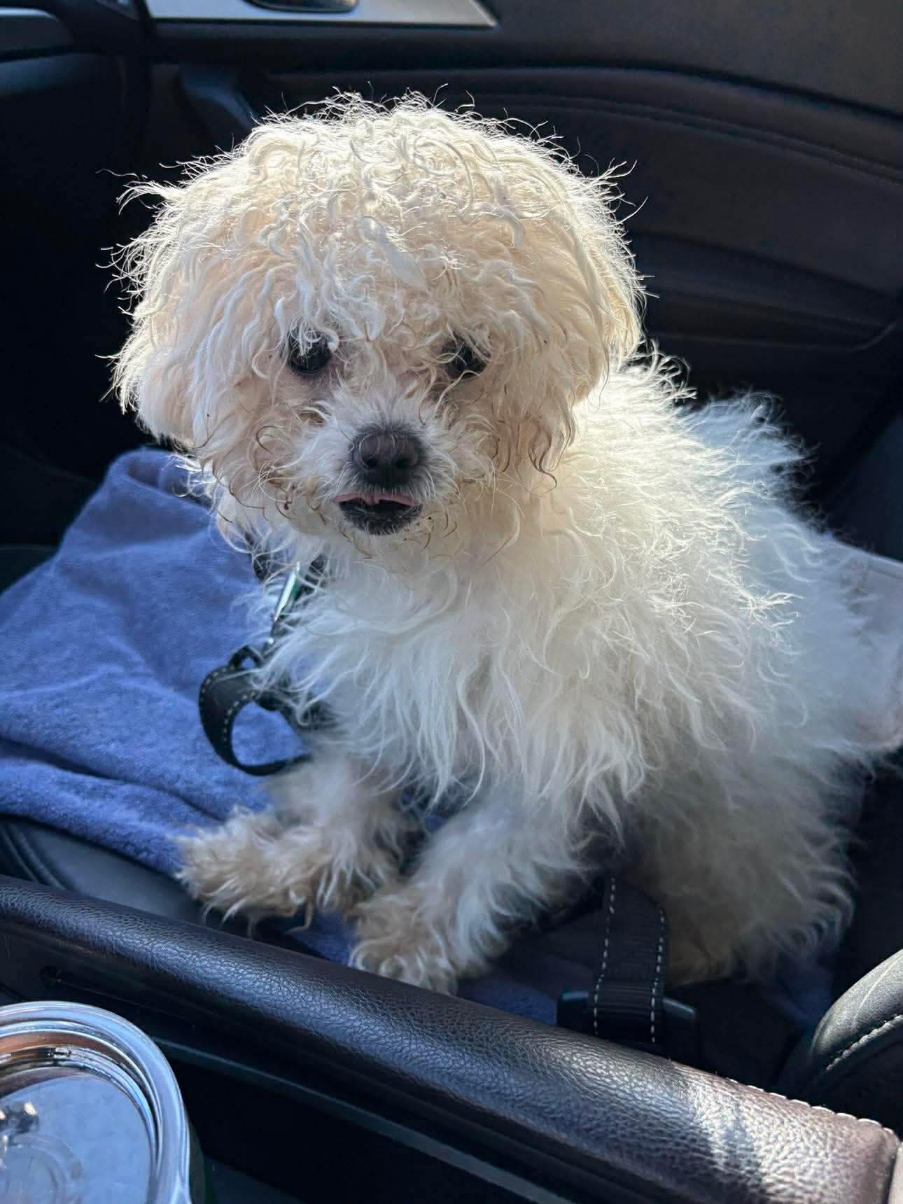 Enlarge Pie, a Adoptable mixed breed in East Point, GA image 2/3