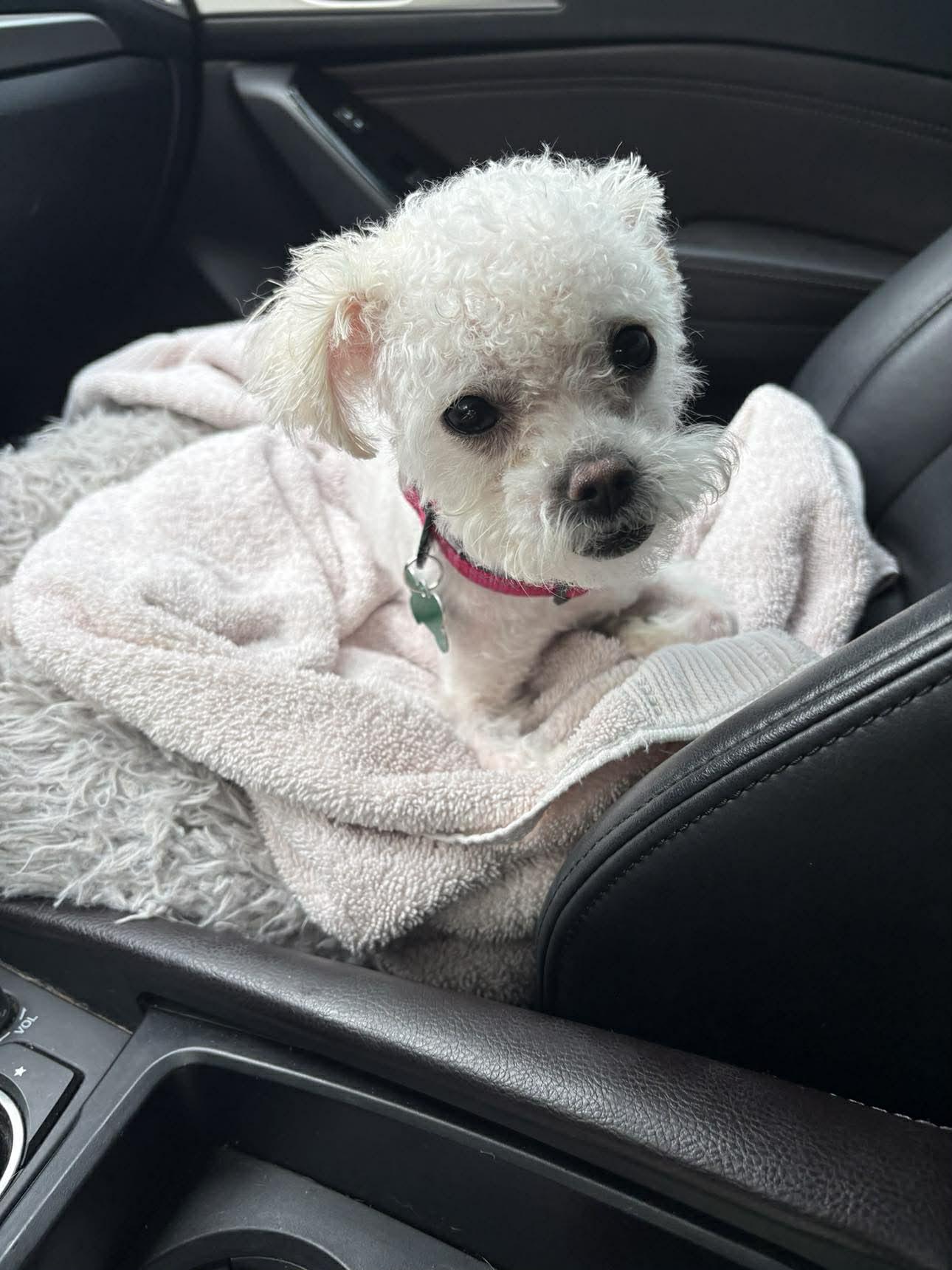 Enlarge Pie, a Adoptable mixed breed in East Point, GA image 3/3