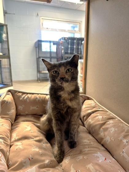 Ginger — thumbnail 2